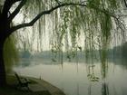 杭州西湖小学校园风景1