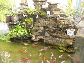 贵州馨苑国学幼教机构教学楼后的鱼池