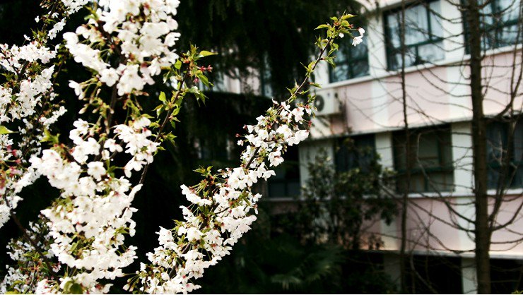 上海市徐汇区樱花园小学照片2